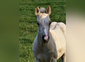 American Quarter Horse, Hengst, Fohlen (09/2024), 151 cm, Buckskin