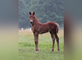 American Quarter Horse, Hengst, Fohlen (06/2026), 151 cm, Dunkelfuchs