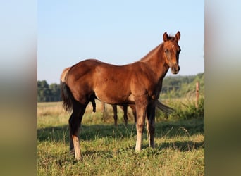 American Quarter Horse, Hengst, Fohlen (06/2026), 151 cm, Dunkelfuchs