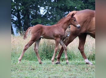 American Quarter Horse, Hengst, Fohlen (06/2026), 151 cm, Dunkelfuchs