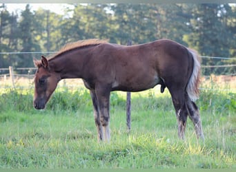 American Quarter Horse, Hengst, Fohlen (06/2026), 151 cm, Dunkelfuchs