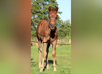 American Quarter Horse, Hengst, Fohlen (06/2026), 151 cm, Dunkelfuchs