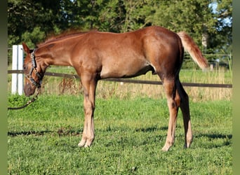 American Quarter Horse, Hengst, Fohlen (06/2026), 151 cm, Dunkelfuchs
