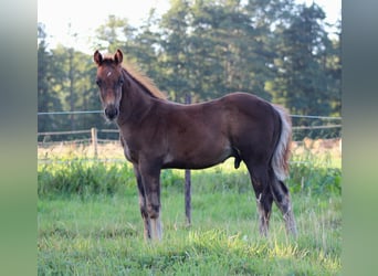 American Quarter Horse, Hengst, Fohlen (06/2026), 151 cm, Dunkelfuchs