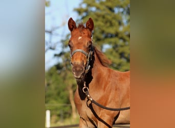 American Quarter Horse, Hengst, Fohlen (06/2026), 151 cm, Dunkelfuchs