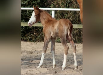 American Quarter Horse, Hengst, , 151 cm, Fuchs