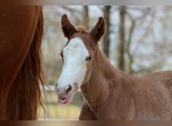 American Quarter Horse, Hengst, , 151 cm, Fuchs