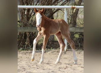 American Quarter Horse, Hengst, , 151 cm, Fuchs