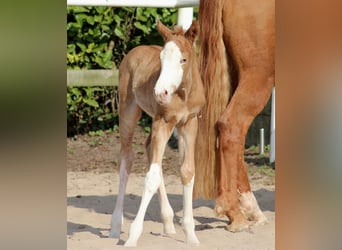 American Quarter Horse, Hengst, , 151 cm, Fuchs