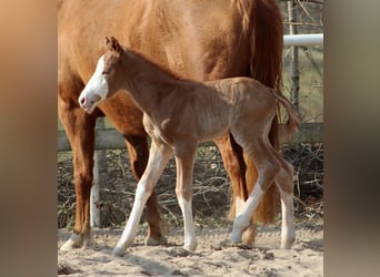 American Quarter Horse, Hengst, , 151 cm, Fuchs