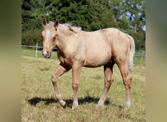 American Quarter Horse, Hengst, Fohlen (05/2025), 151 cm, Palomino