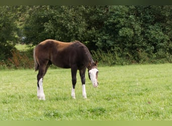 American Quarter Horse, Hengst, Fohlen (05/2024), 152 cm, Brauner