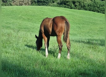 American Quarter Horse, Hengst, Fohlen (04/2023), 152 cm, Brauner