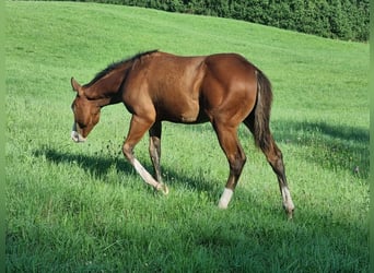 American Quarter Horse, Hengst, Fohlen (04/2023), 152 cm, Brauner