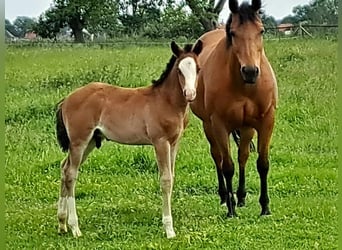 American Quarter Horse, Hengst, Fohlen (04/2024), 152 cm, Brauner