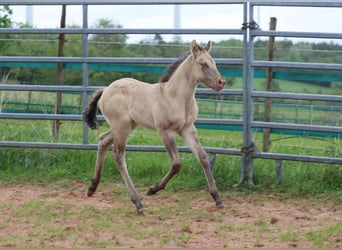 American Quarter Horse, Hengst, Fohlen (04/2025), 152 cm, Champagne