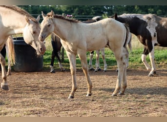 American Quarter Horse, Hengst, Fohlen (04/2025), 152 cm, Champagne