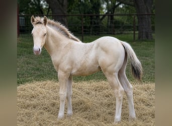 American Quarter Horse, Hengst, Fohlen (03/2026), 152 cm, Champagne