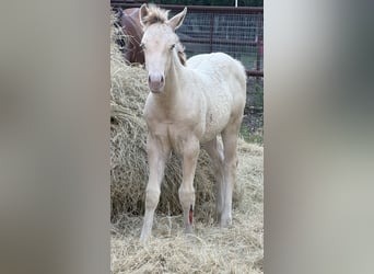 American Quarter Horse, Hengst, Fohlen (03/2026), 152 cm, Champagne