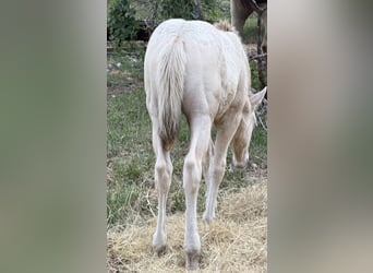 American Quarter Horse, Hengst, Fohlen (03/2026), 152 cm, Champagne