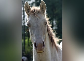 American Quarter Horse, Hengst, Fohlen (04/2025), 152 cm, Champagne