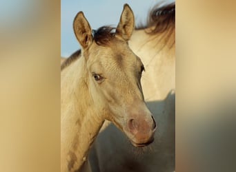 American Quarter Horse, Hengst, Fohlen (04/2025), 152 cm, Champagne