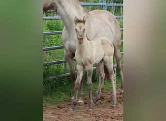 American Quarter Horse, Hengst, Fohlen (04/2025), 152 cm, Champagne