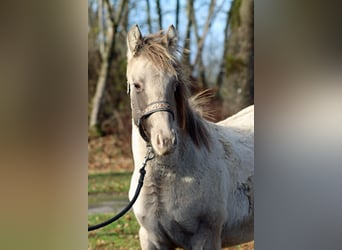 American Quarter Horse, Hengst, Fohlen (04/2025), 152 cm, Champagne