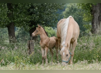 American Quarter Horse, Hengst, Fohlen (05/2024), 152 cm, Champagne