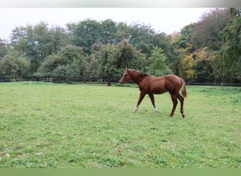 American Quarter Horse, Hengst, Fohlen (05/2025), 152 cm, Dunkelfuchs