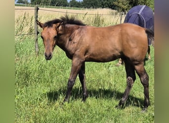 American Quarter Horse, Hengst, Fohlen (04/2024), 152 cm, Falbe