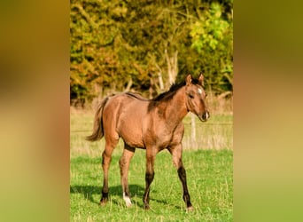 American Quarter Horse, Hengst, Fohlen (05/2025), 152 cm, Falbe