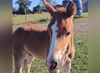American Quarter Horse, Hengst, , 152 cm, Fuchs