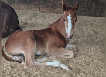 American Quarter Horse, Hengst, , 152 cm, Fuchs