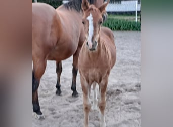 American Quarter Horse, Hengst, Fohlen (05/2025), 152 cm, Fuchs