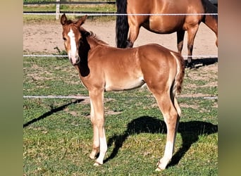 American Quarter Horse, Hengst, , 152 cm, Fuchs