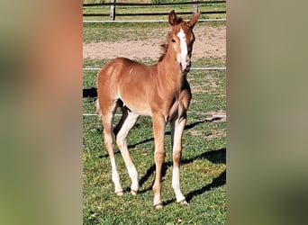 American Quarter Horse, Hengst, , 152 cm, Fuchs