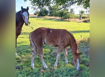 American Quarter Horse, Hengst, Fohlen (05/2025), 152 cm, Fuchs