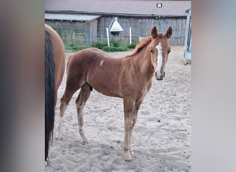 American Quarter Horse, Hengst, Fohlen (05/2025), 152 cm, Fuchs