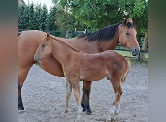 American Quarter Horse, Hengst, Fohlen (05/2025), 152 cm, Fuchs