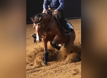 American Quarter Horse, Hengst, , 152 cm, Fuchs