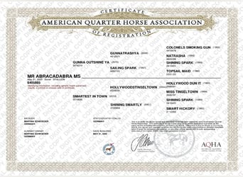 American Quarter Horse, Hengst, , 152 cm, Fuchs