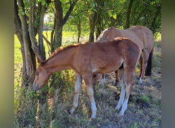 American Quarter Horse, Hengst, Fohlen (05/2025), 152 cm, Fuchs