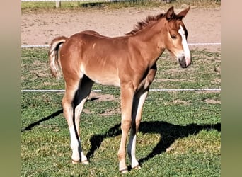 American Quarter Horse, Hengst, , 152 cm, Fuchs