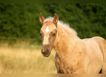 American Quarter Horse, Hengst, Fohlen (04/2026), 152 cm, Palomino