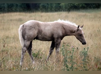 American Quarter Horse, Hengst, Fohlen (04/2026), 152 cm, Palomino