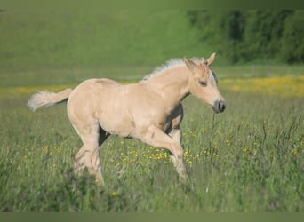 American Quarter Horse, Hengst, Fohlen (04/2026), 152 cm, Palomino