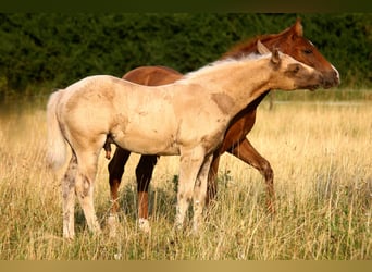 American Quarter Horse, Hengst, Fohlen (04/2026), 152 cm, Palomino