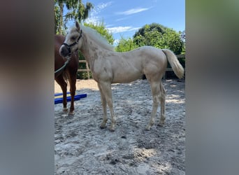 American Quarter Horse, Hengst, Fohlen (05/2026), 152 cm, Palomino