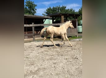 American Quarter Horse, Hengst, Fohlen (05/2026), 152 cm, Palomino